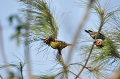 これは美味いナー！DSC_0406