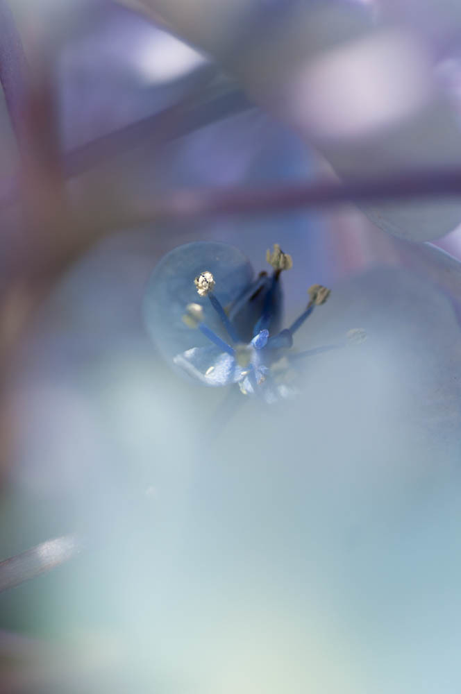 花開く