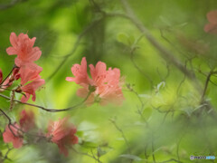 初夏の彩り