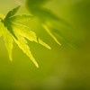新緑に抱かれて