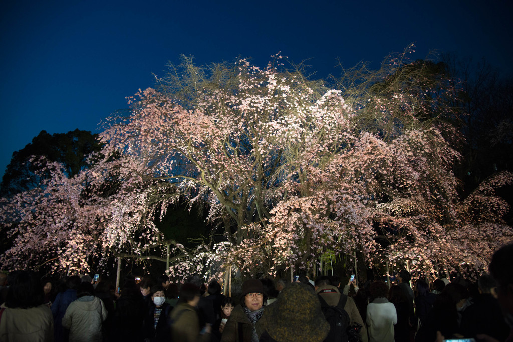六義園　No.3