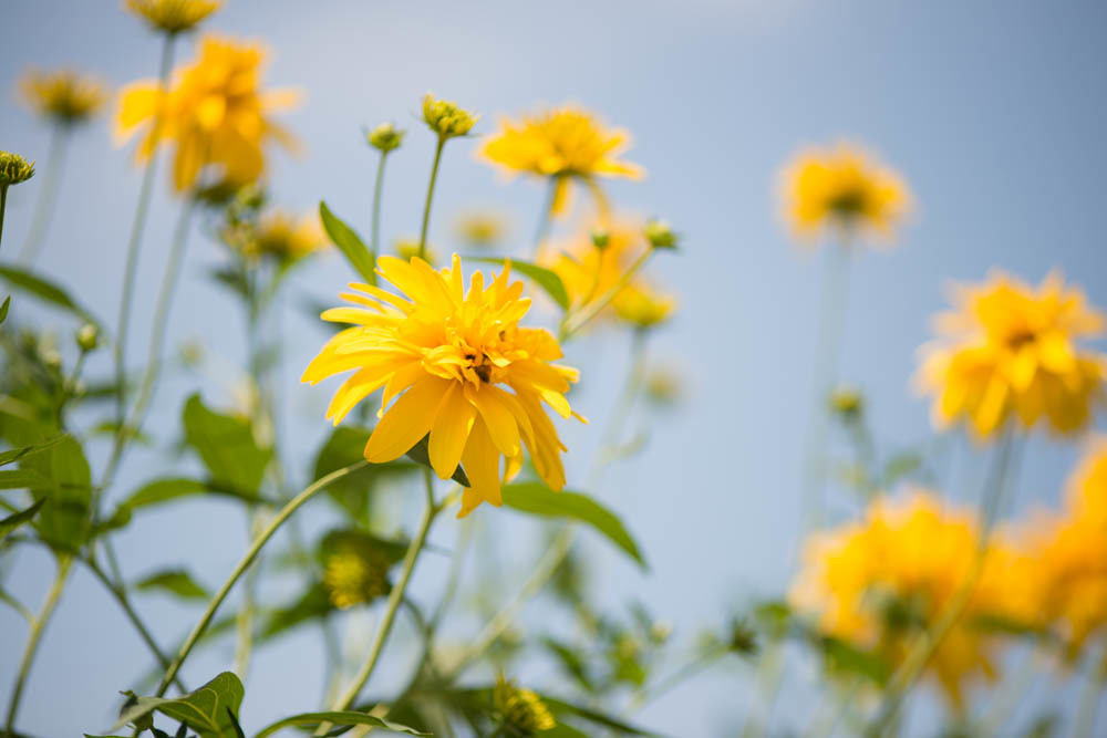 夏に咲く