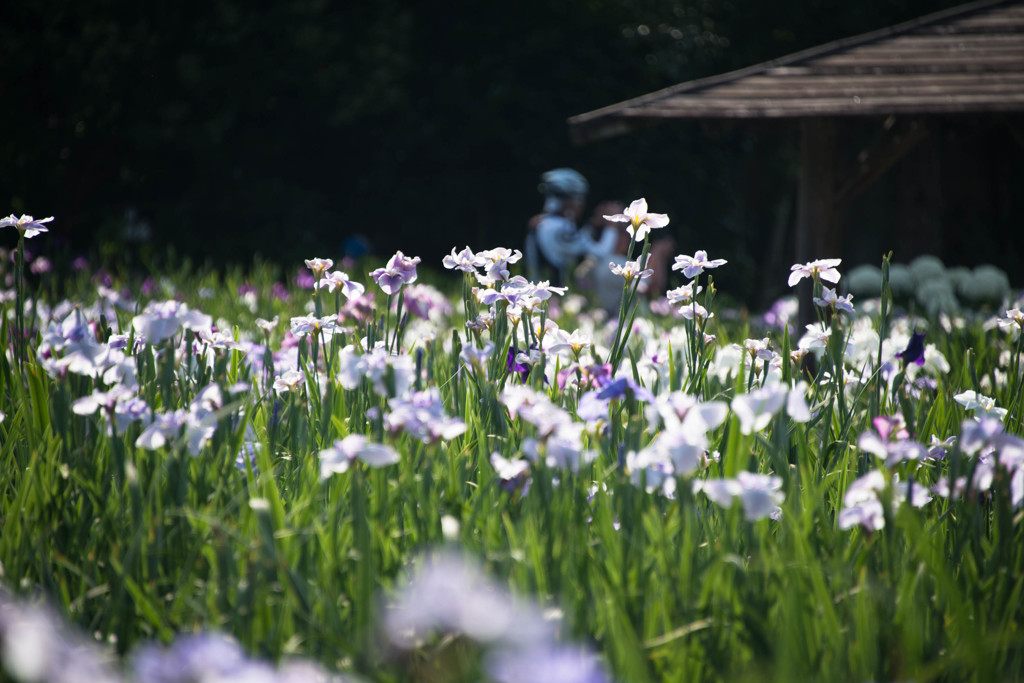 花盛り