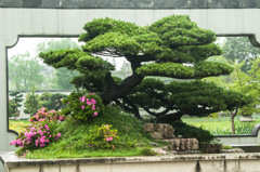 揚州 痩西湖に遊ぶ　盆栽