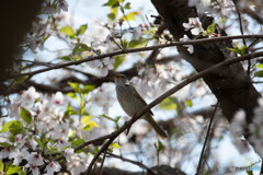 春だヨ！と鳴いていました