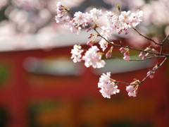春暖花開
