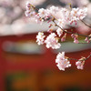 春暖花開