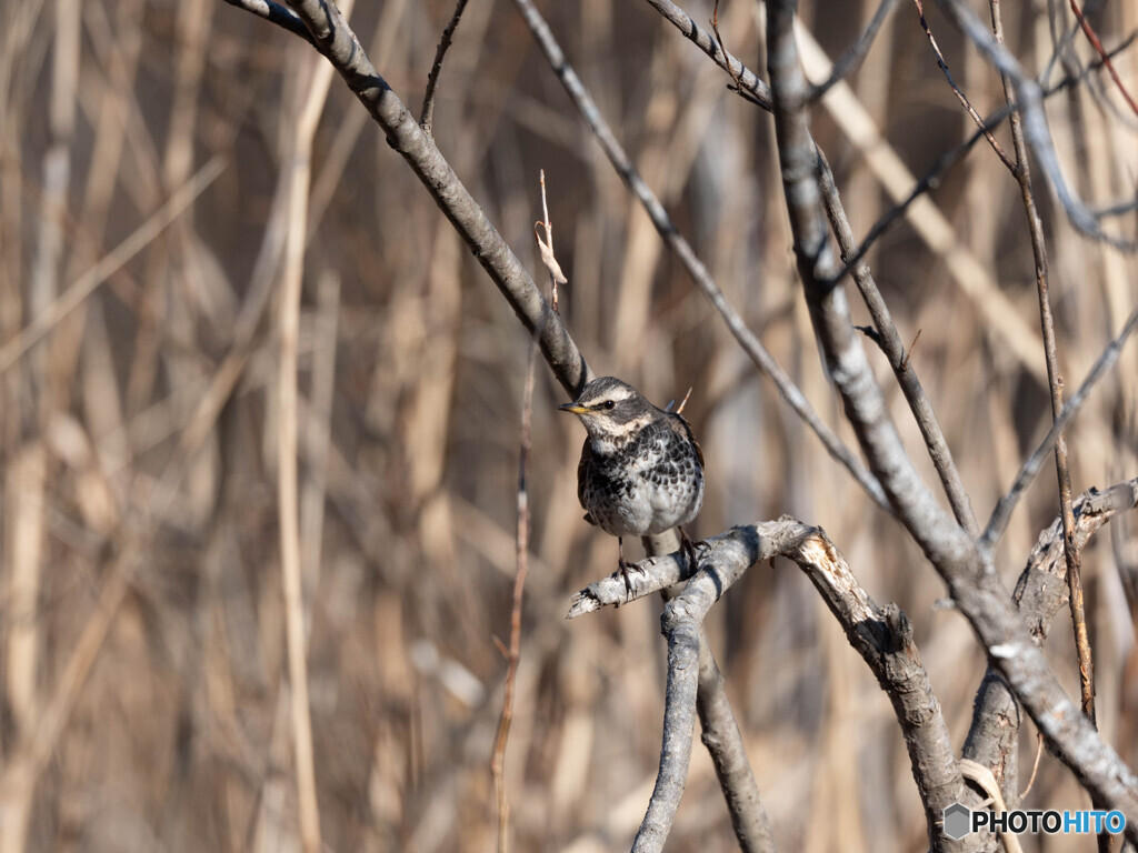 チョイとドヤ顔？