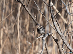 チョイとドヤ顔？