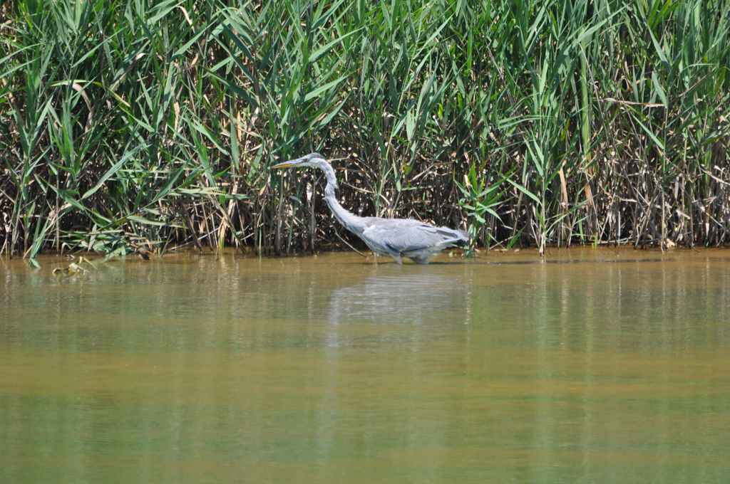 忍び足　DSC_0364