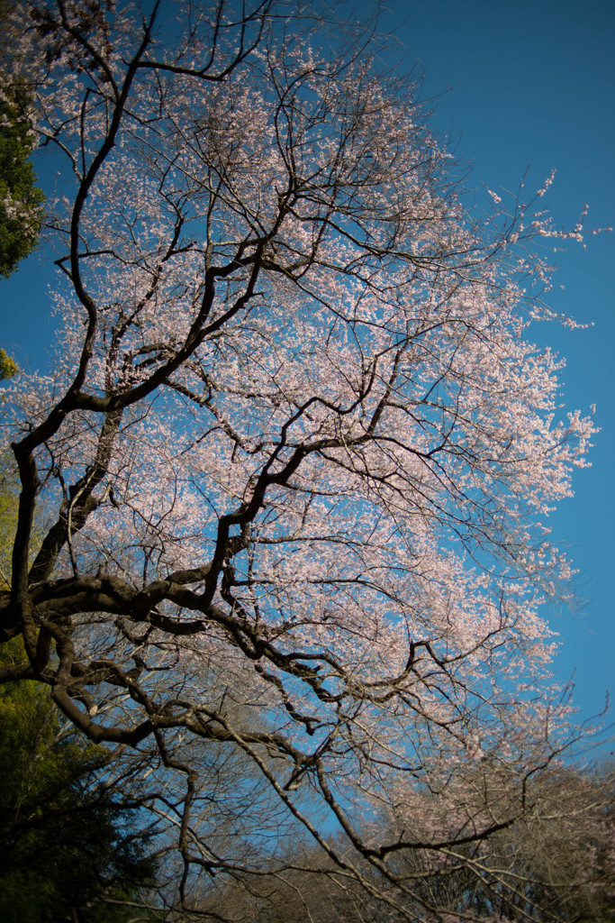 古木の生き様