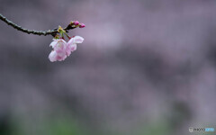 桜咲く