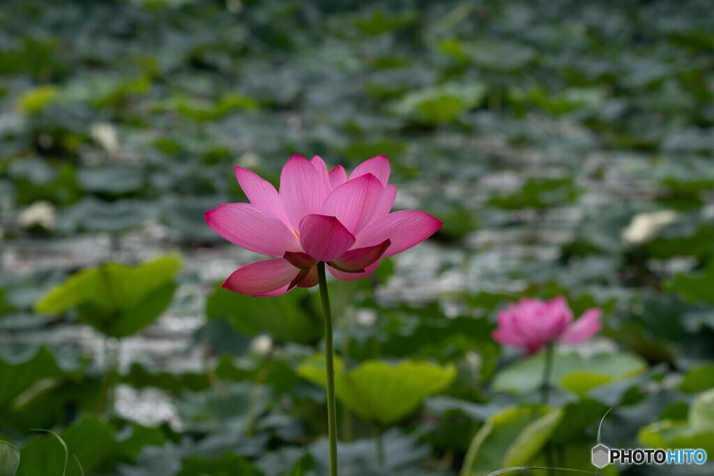 夏色