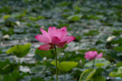 夏色