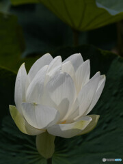 純白