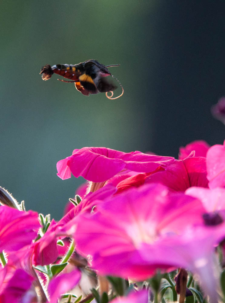 花から花へと