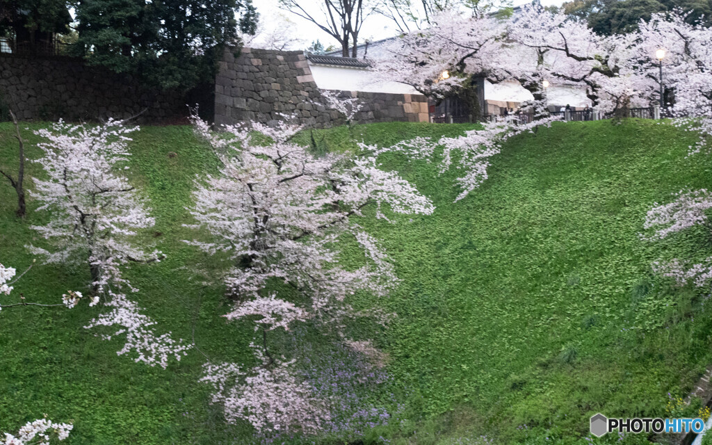 見頃に