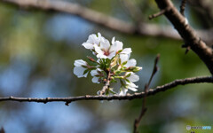 桜咲く