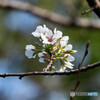 桜咲く