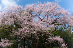 桜咲く