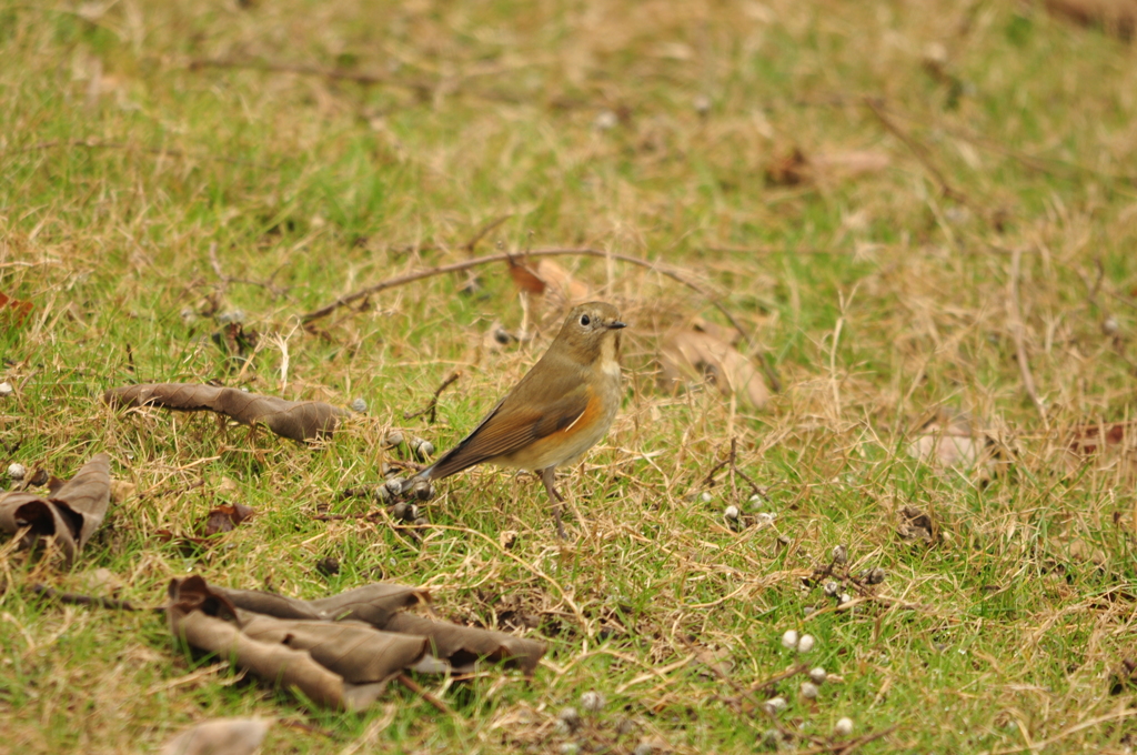 ご馳走に囲まれて！DSC_0548