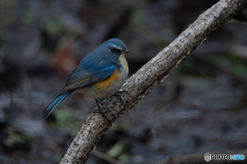 Blue Bird