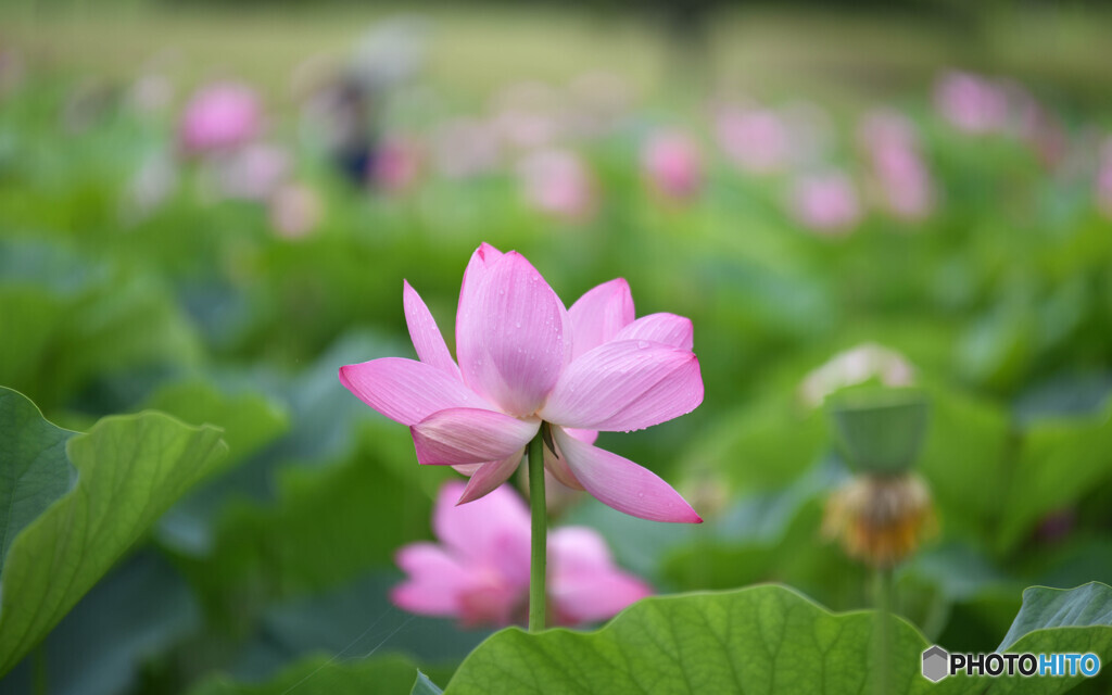 初夏の彩