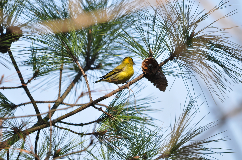 好物なんだヨ！DSC_0418