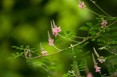 可憐な花々