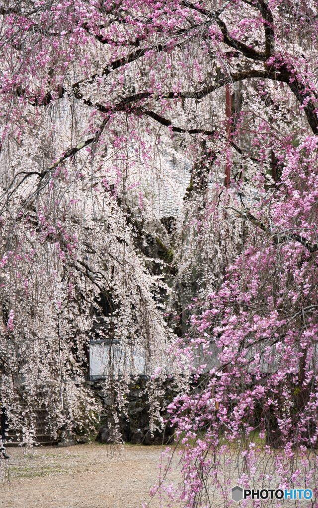百花繚乱の春