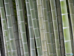竹林