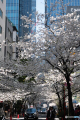 街中に咲く