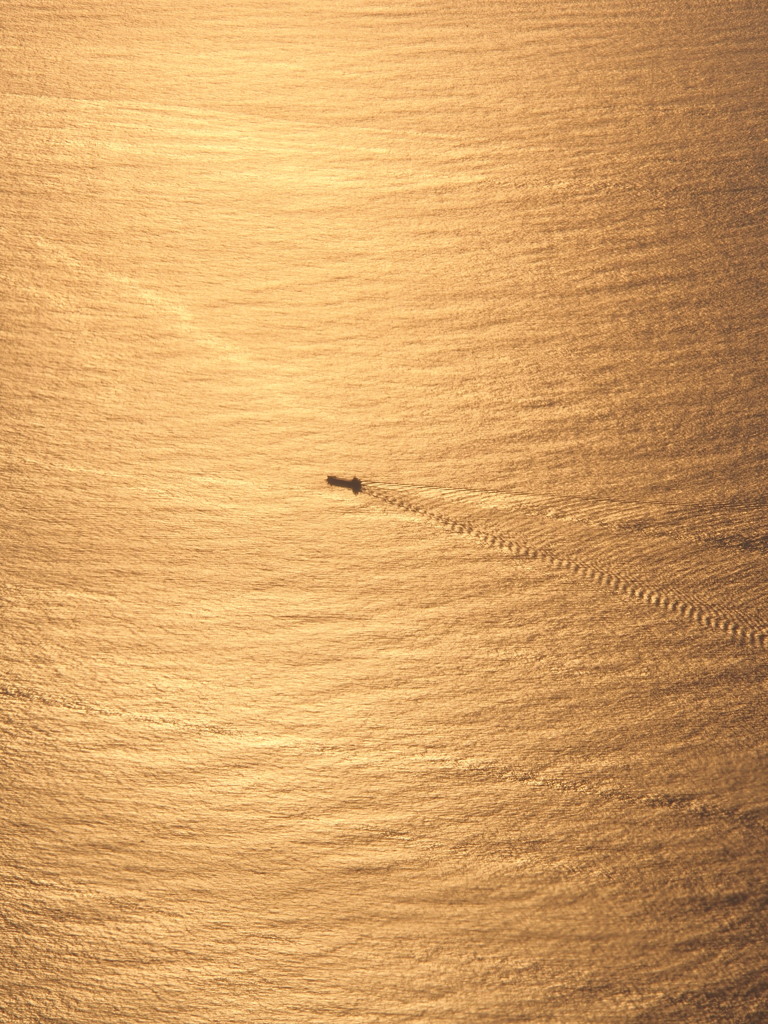 黄金色の海原