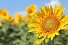 太陽の花