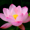 FSCN0036