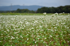 蕎麦畑