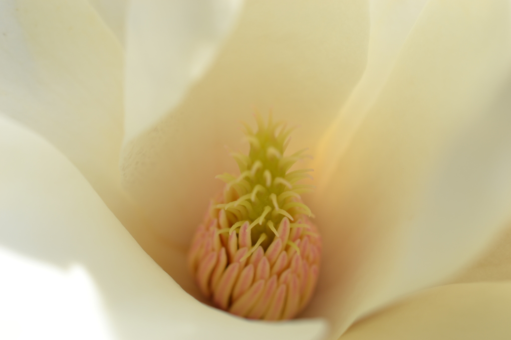 何かの木の花