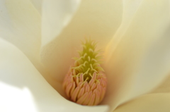 何かの木の花
