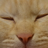 眠る強敵(友)