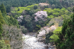 山桜