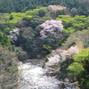 山桜