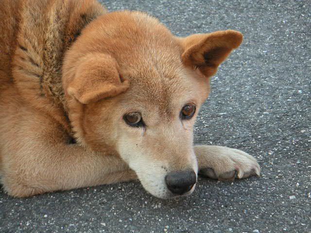 愛犬ミッキー