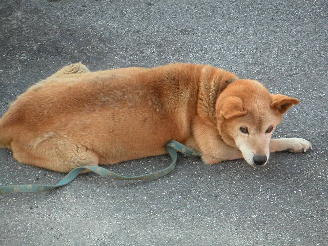 愛犬ミッキー