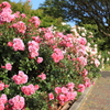 錦江湾公園　バラ⑦