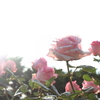 錦江湾公園　バラ⑤