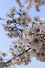 満開の桜