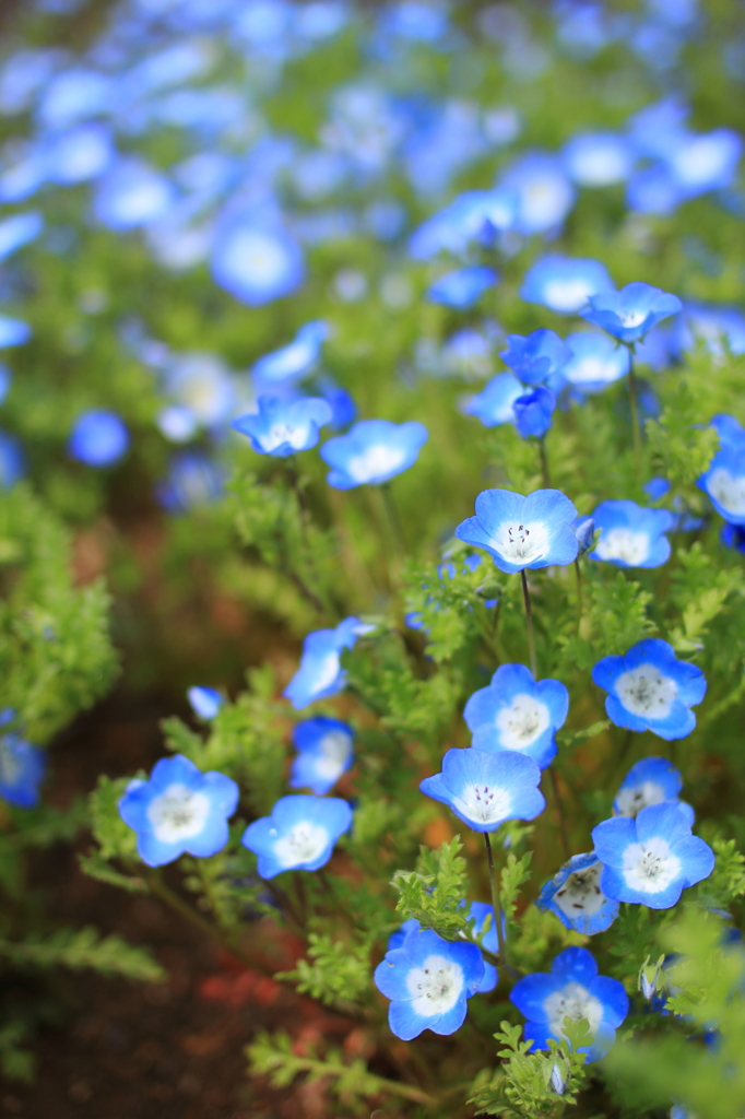 花壇の花