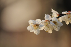 梅５