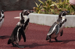 ペンギンの散歩