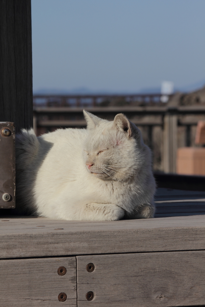 たそがれる猫